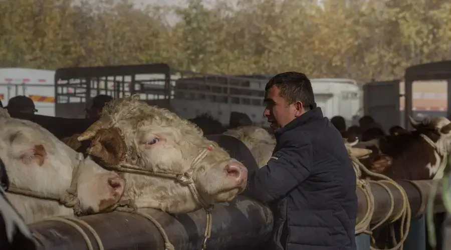 Farmer observing cattle at an outdoor market during fall season.