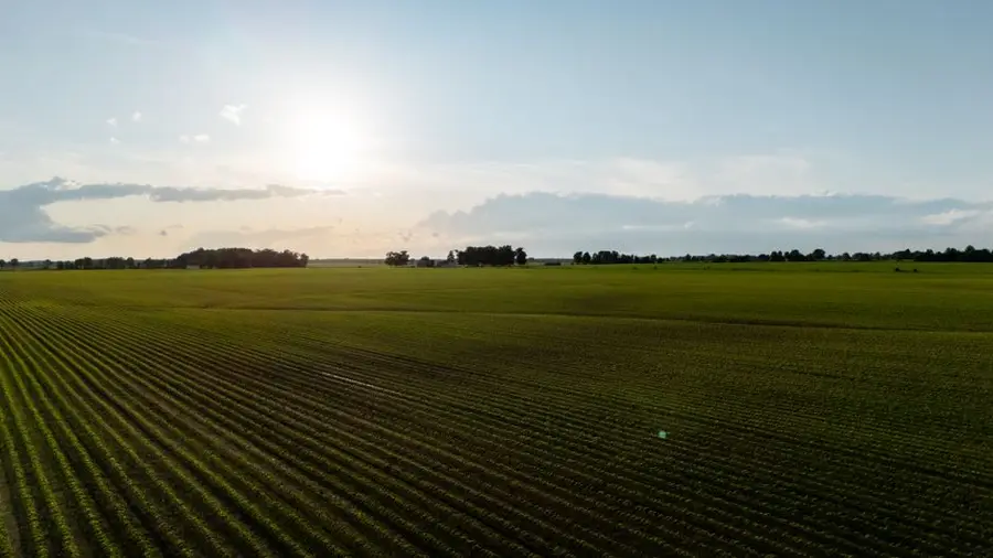 Aerial view of a sprawling green crop field at sunrise, showcasing long rows of crops under a clear sky.