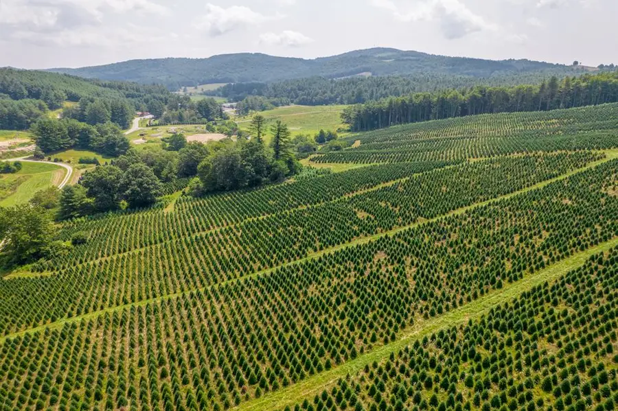 Stunning aerial view of a Christmas tree farm nestled in the North Carolina countryside, showcasing rows of evergreens.