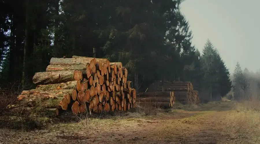 A tranquil forest scene with neatly stacked logs along a woodland path.