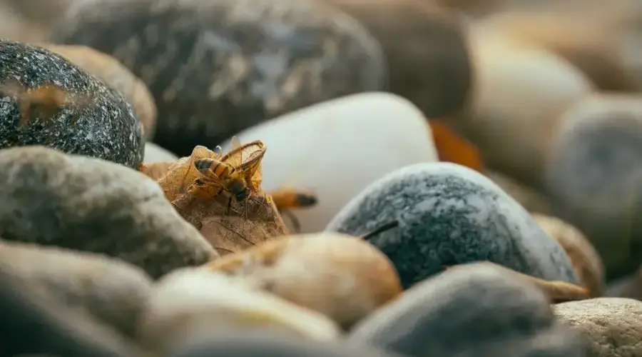 Close-up of a honeybee on rocky terrain showcasing natural textures.