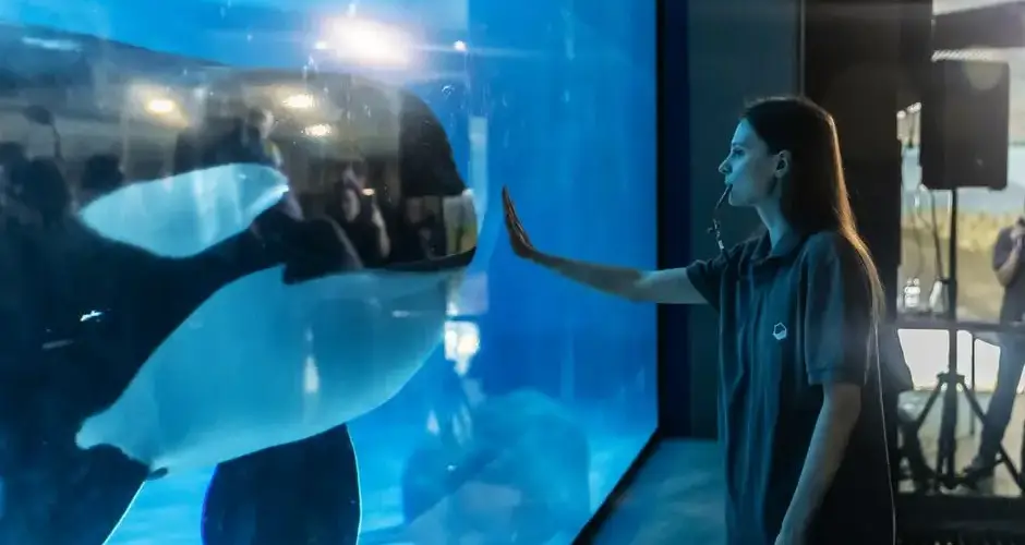 A woman interacts with a killer whale through aquarium glass.