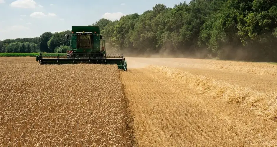Combine harvester working in a golden wheat field on a sunny day, farming concept.