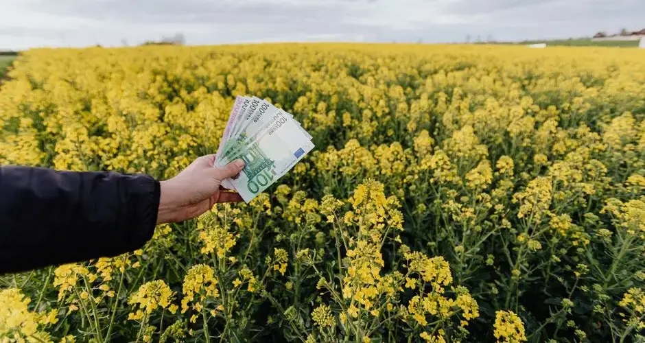 Unrecognizable male holding Russian bills  while standing on blossom field during trip on countryside on daytime